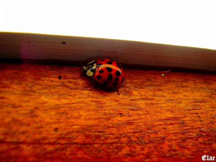 Wallpapers Animals Insects - Ladybugs Coccinelle