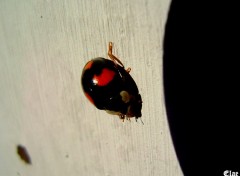 Wallpapers Animals Coccinelle