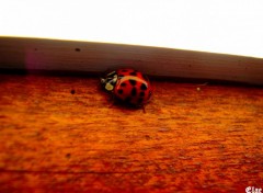 Wallpapers Animals Coccinelle