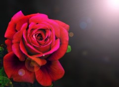 Wallpapers Nature Rose