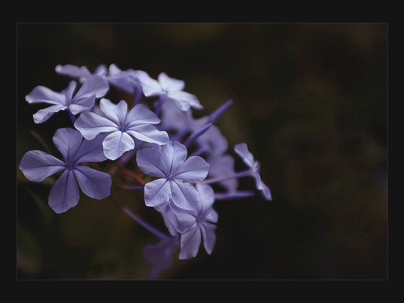 Fonds d'cran Nature Fleurs 