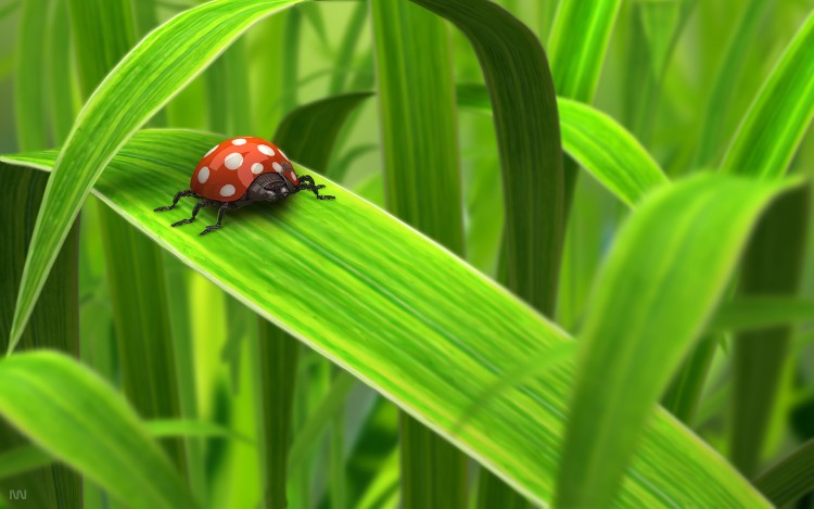 Fonds d'cran Art - Numrique Animaux Jour vert