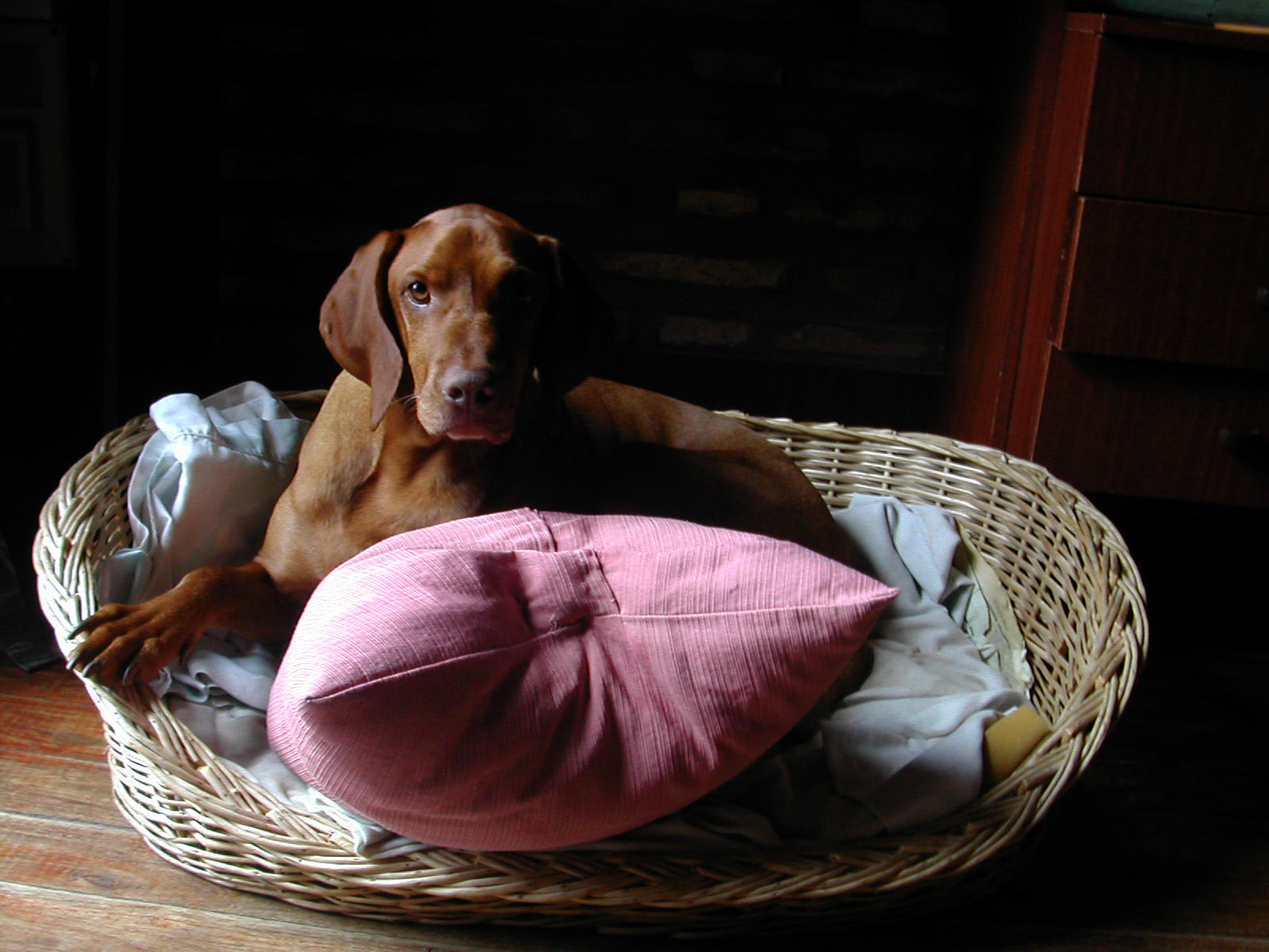 Fonds d'cran Animaux Chiens Me regardes-tu?