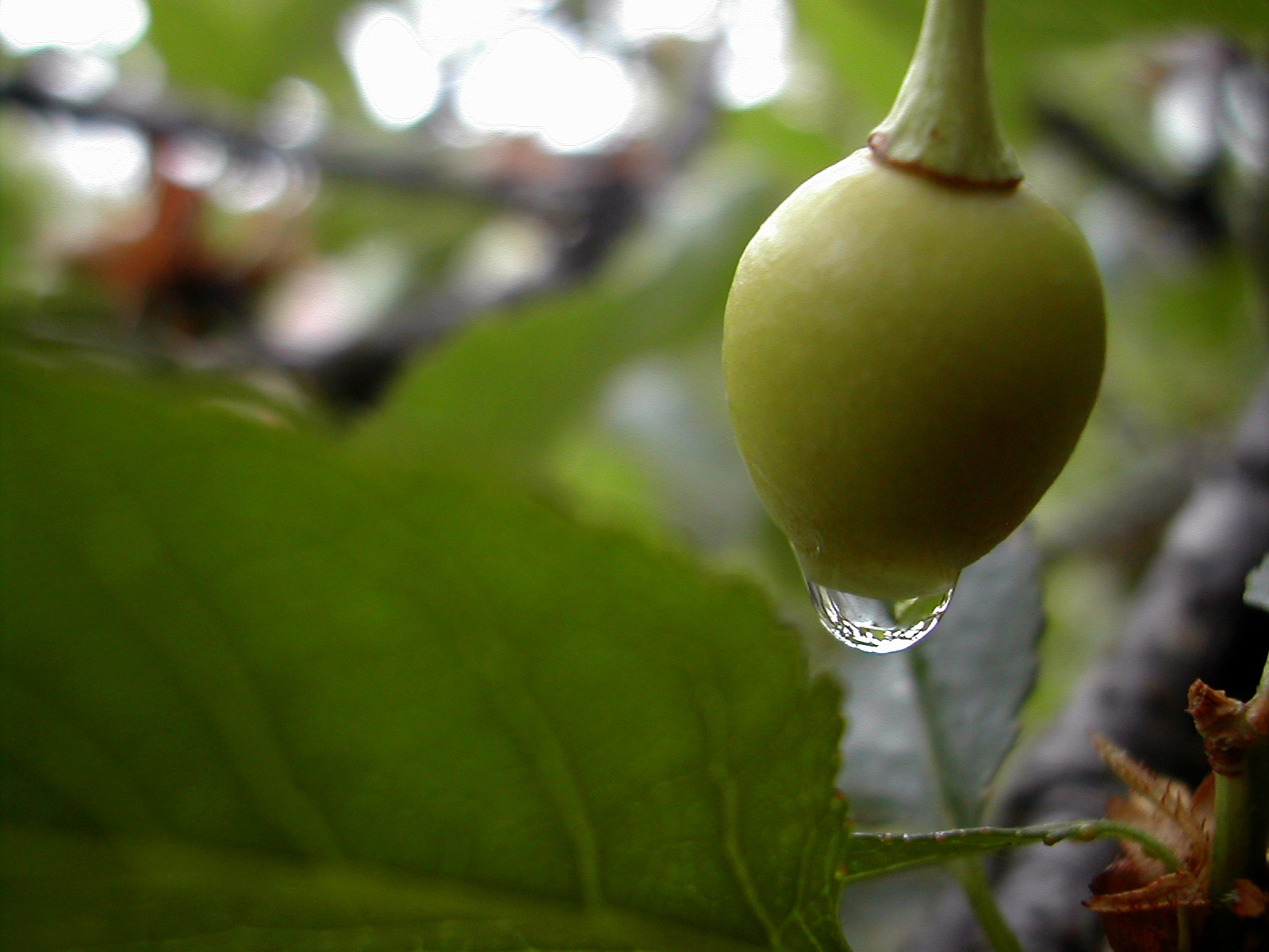 Fonds d'cran Nature Plantes - Arbustes Falling down