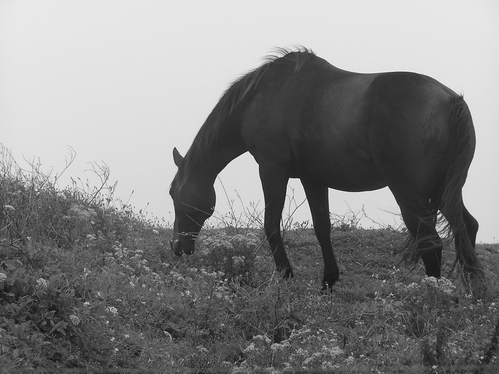 Fonds d'cran Animaux Chevaux Un cheval qui ne craint pas les embruns