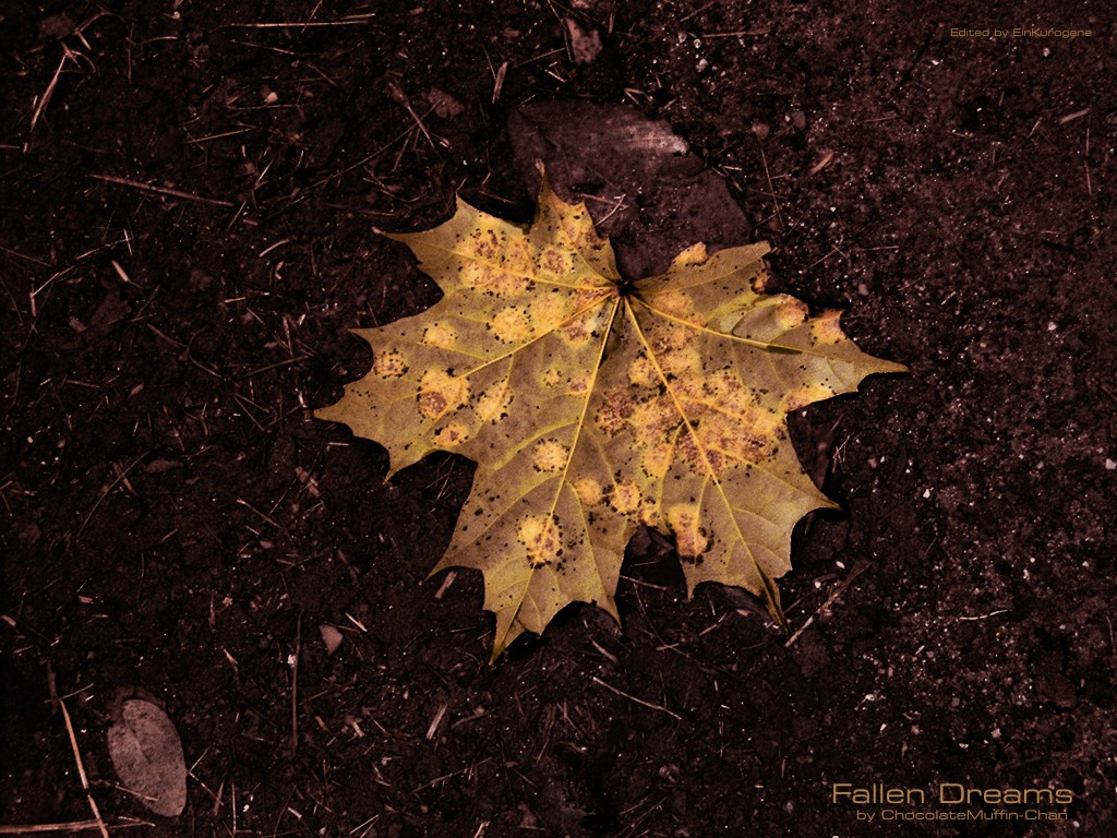 Wallpapers Nature Leaves - Foliage Rves tombs