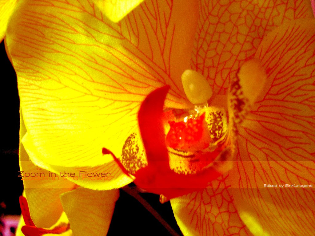 Fonds d'cran Nature Fleurs Zoom dans la fleur