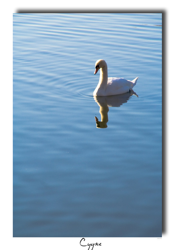 Wallpapers Animals Birds - Swans cygne