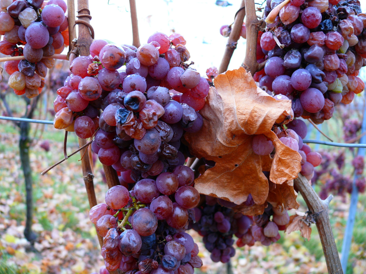 Fonds d'cran Nature Fruits VENDANGE TARDIVE