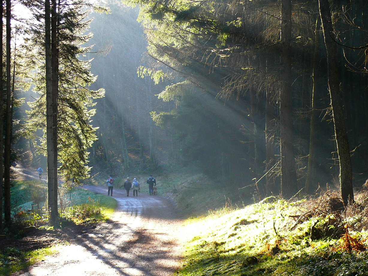 Fonds d'cran Nature Arbres - Forts EN BALADE