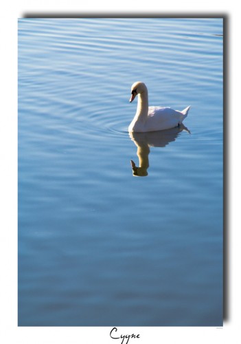 Wallpapers Animals Birds - Swans cygne