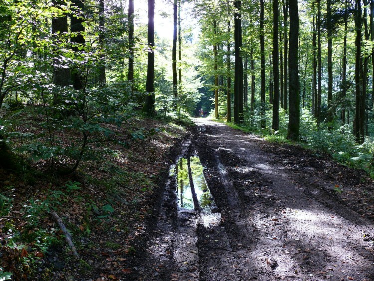 Fonds d'cran Nature Arbres - Forts SOUS BOIS