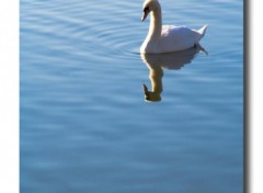 Wallpapers Animals cygne