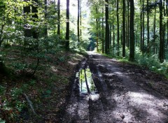 Fonds d'cran Nature SOUS BOIS