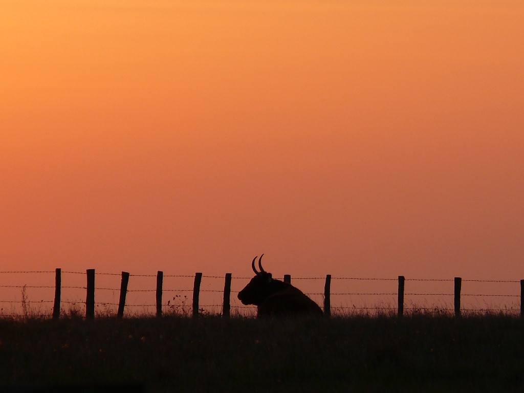 Wallpapers Animals Cows - Bulls - Beef au crpuscule