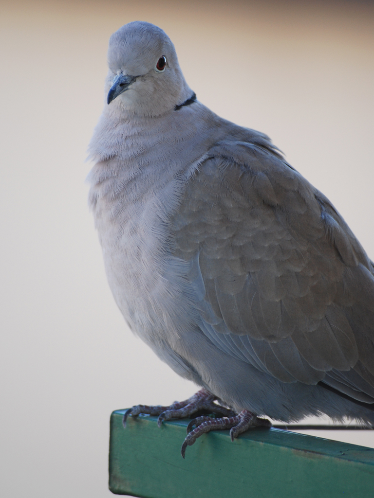 Fonds d'cran Animaux Oiseaux - Divers 