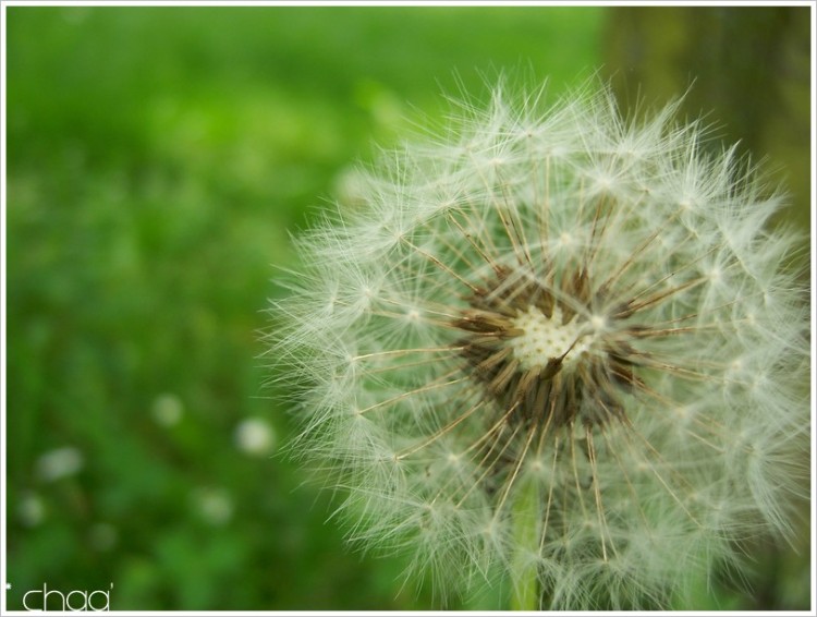 Wallpapers Nature Flowers Souffle :)