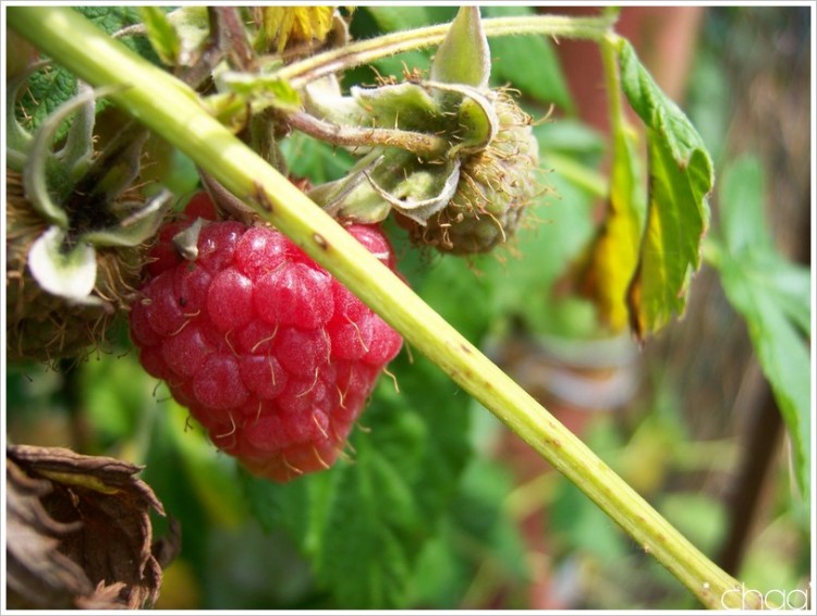 Wallpapers Nature Fruits Framboises