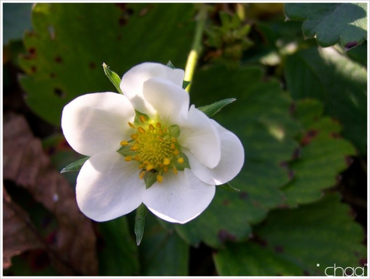 Wallpapers Nature Flowers Fleur de fraise