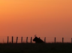 Fonds d'cran Animaux au crpuscule