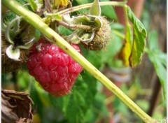 Wallpapers Nature Framboises