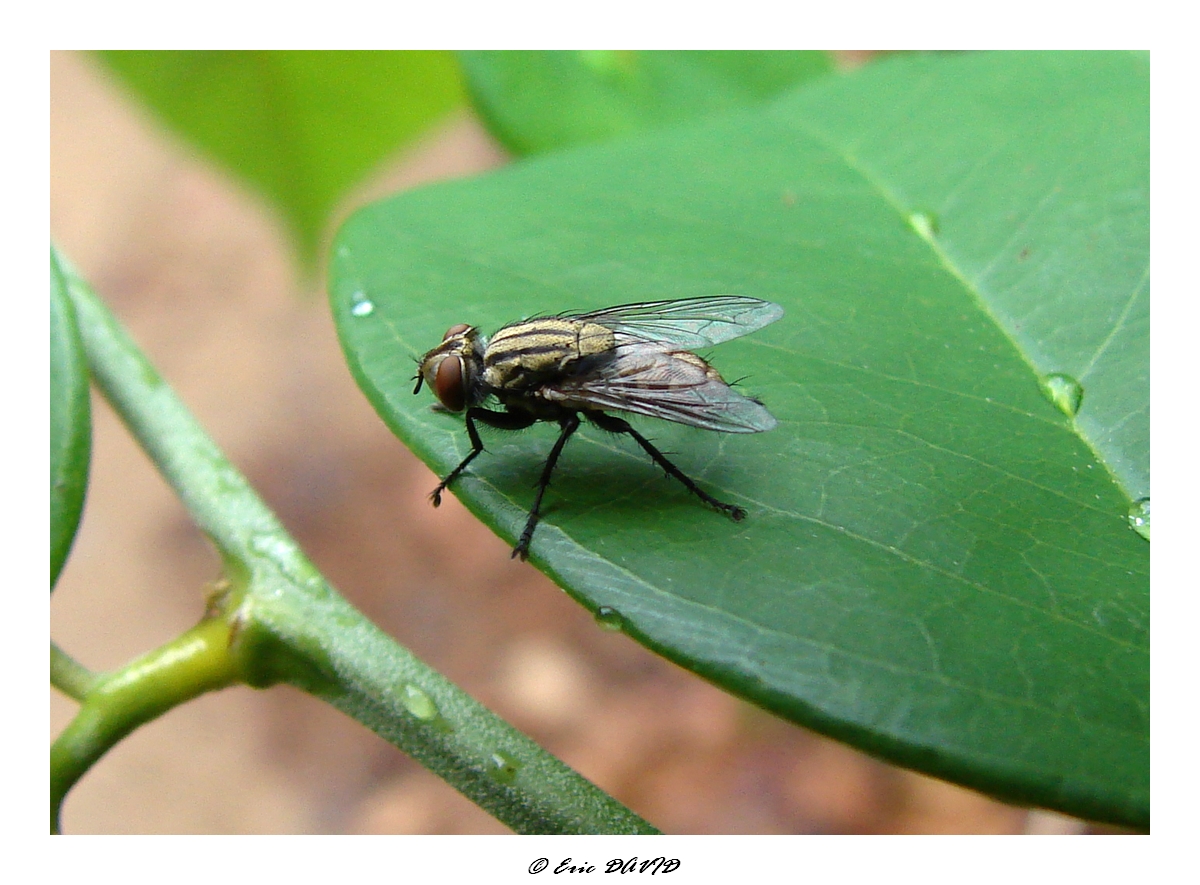 Fonds d'cran Animaux Insectes - Mouches Mouche