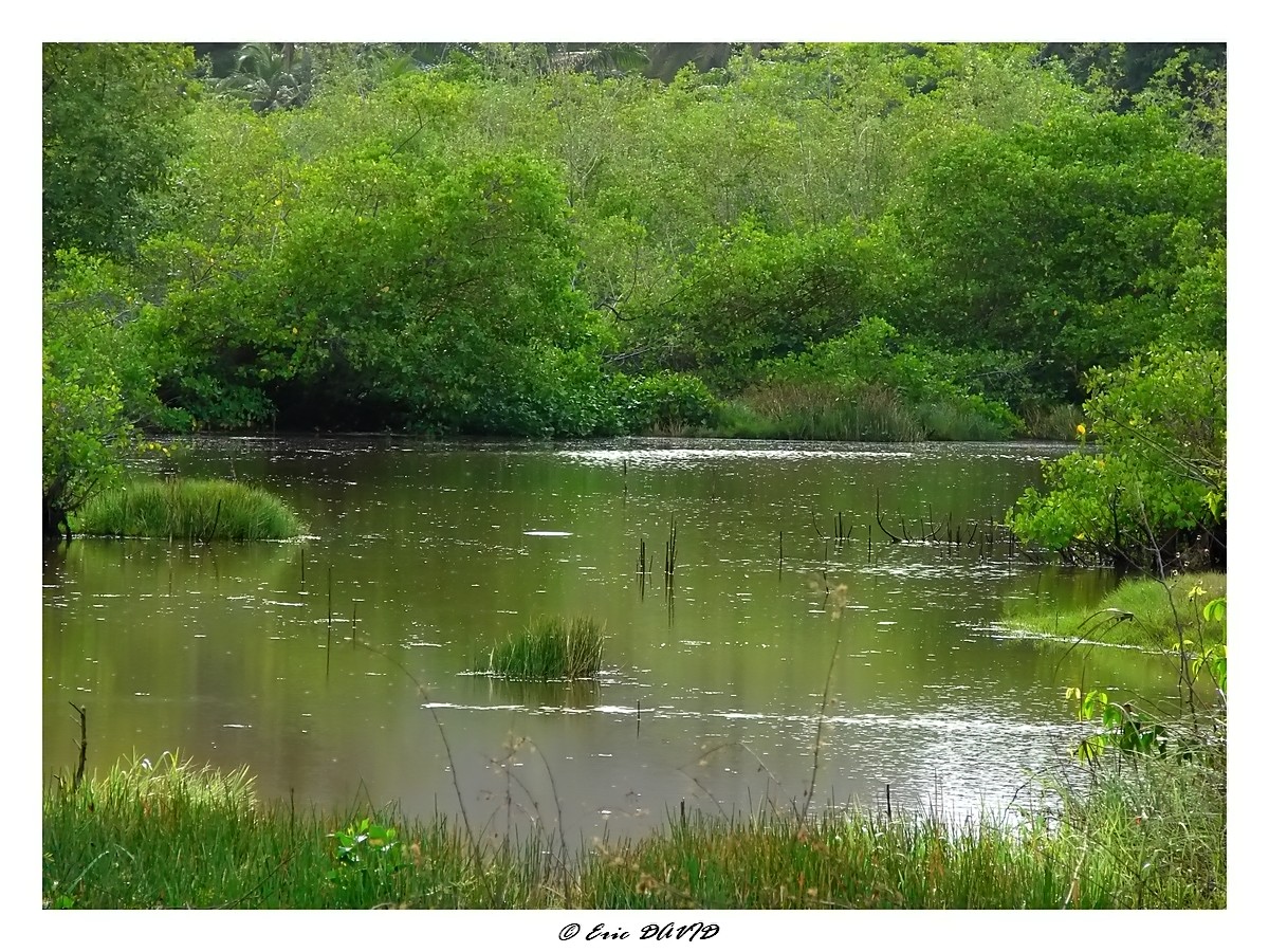 Fonds d'cran Nature Lacs - Etangs Dans les marais