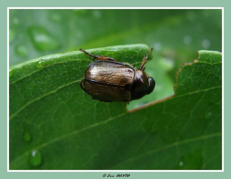 Fonds d'cran Animaux Insectes - Divers affame