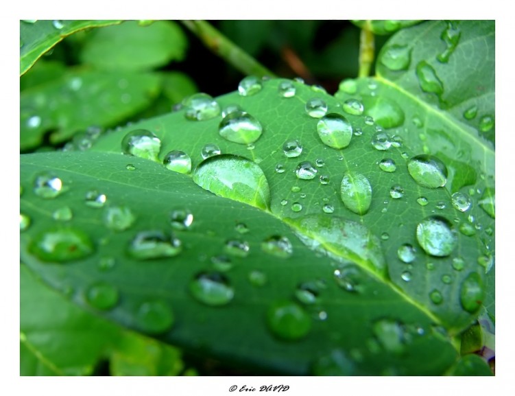 Wallpapers Nature Leaves - Foliage Aprs la pluie