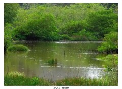 Fonds d'cran Nature Dans les marais