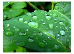 Fonds d'cran Nature Aprs la pluie