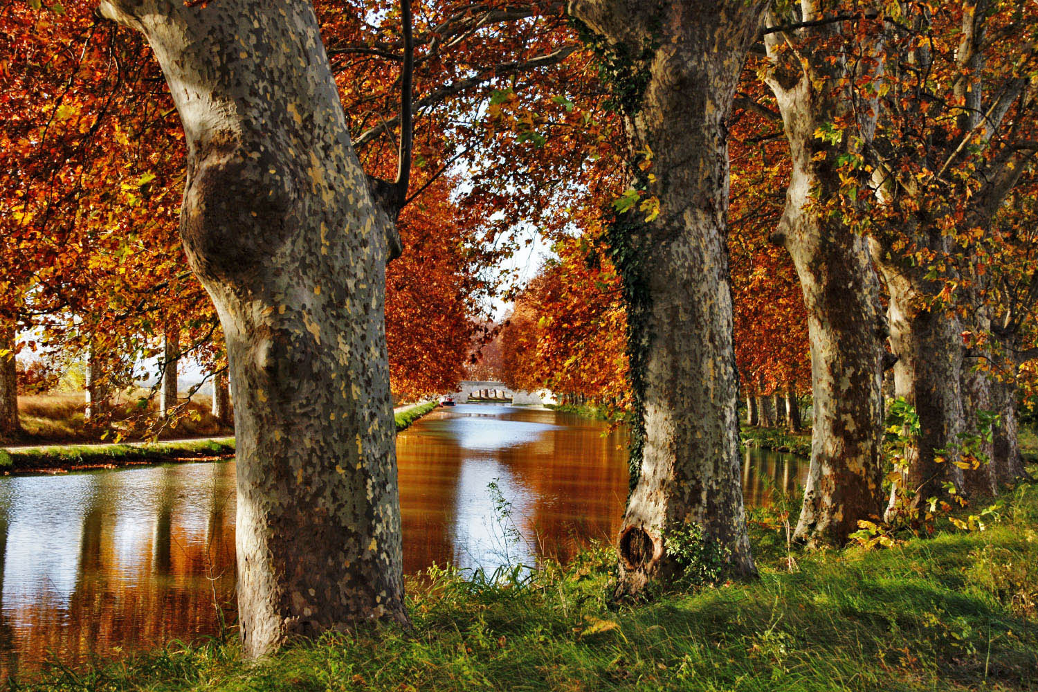 Wallpapers Nature Canals Canal du Midi