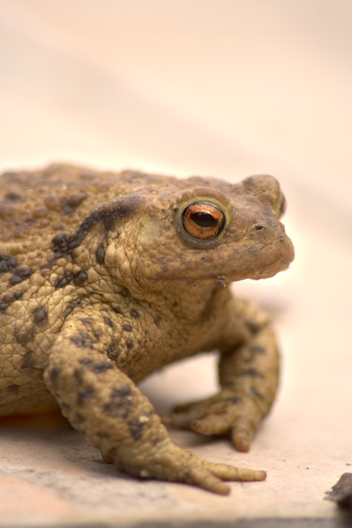 Wallpapers Animals Frogs - Toads Grenouille