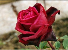 Fonds d'cran Nature Rose du jardin.