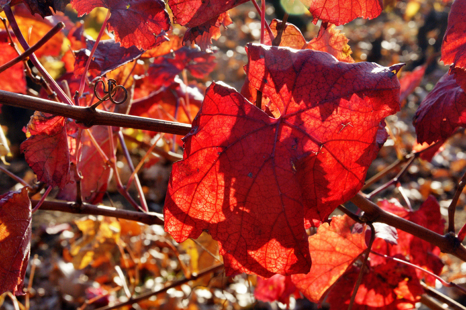 Fonds d'cran Nature Feuilles - Feuillages Couleurs d'automne