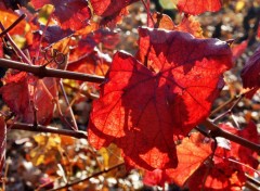 Fonds d'cran Nature Couleurs d'automne