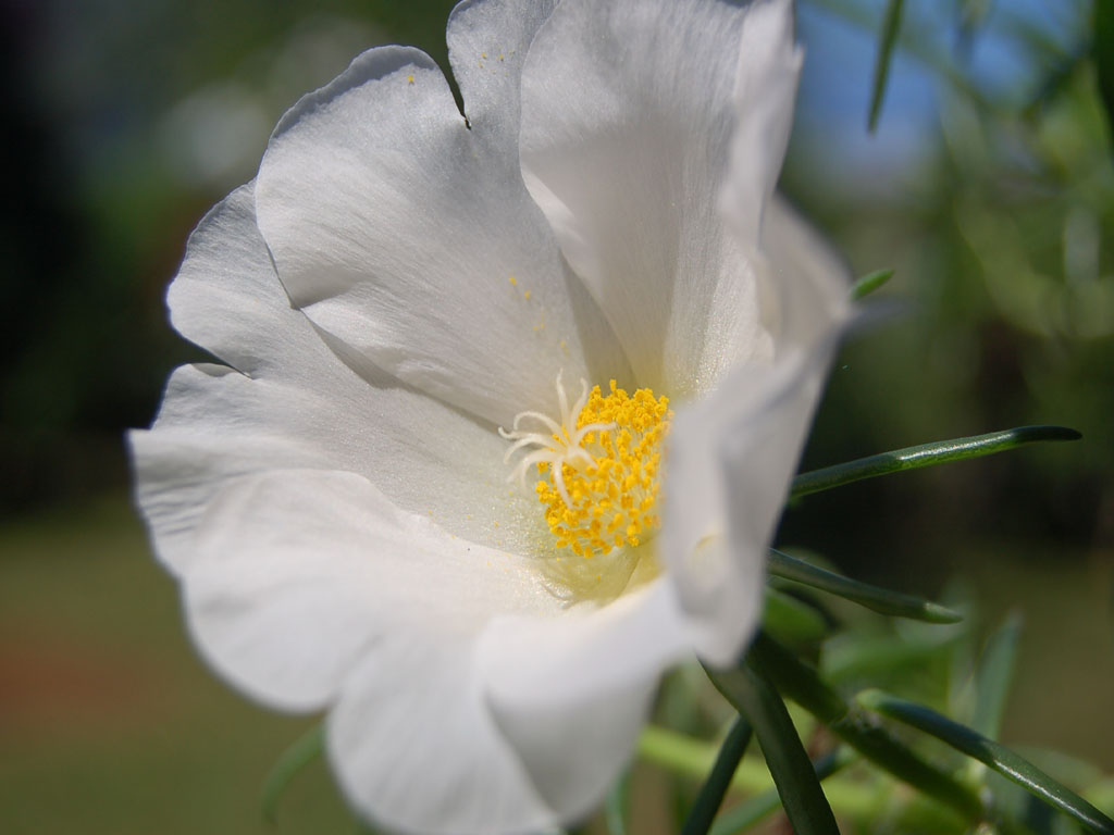 Fonds d'cran Nature Fleurs 