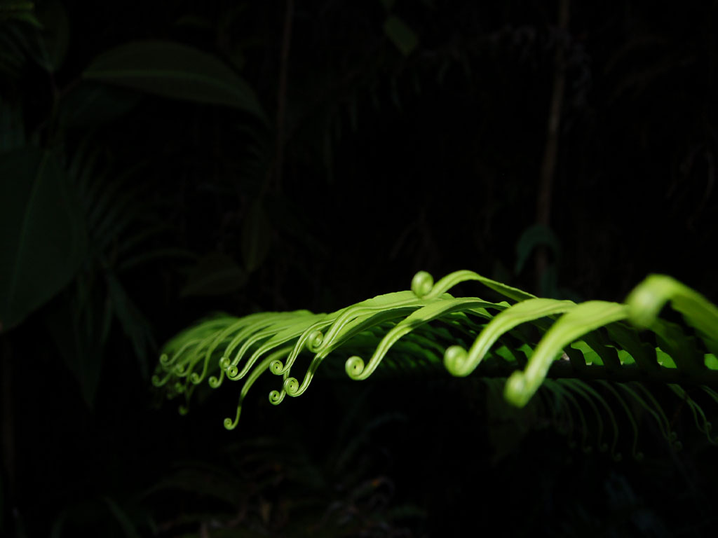 Fonds d'cran Nature Fleurs dentelle de fougre