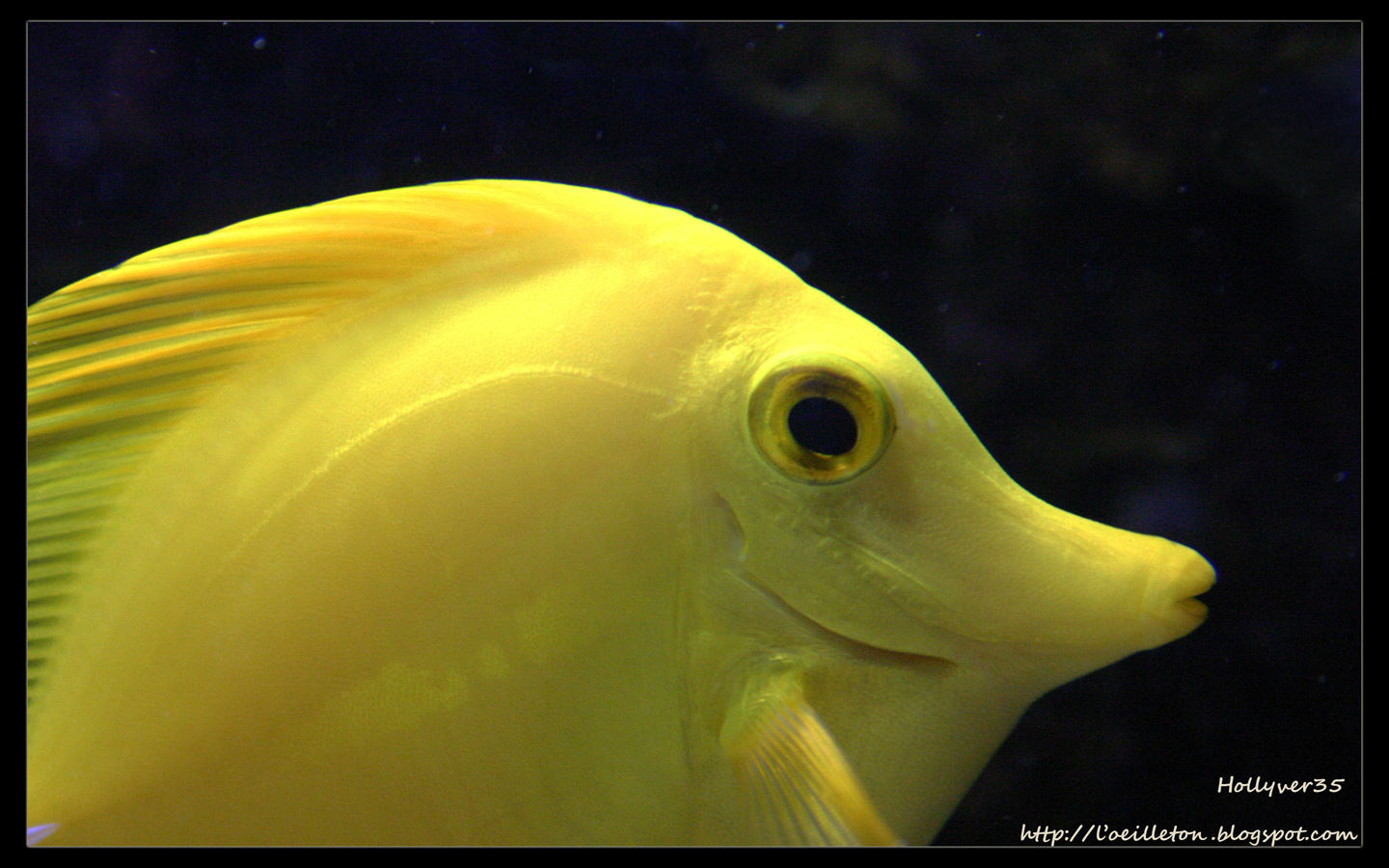 Fonds d'cran Animaux Vie marine - Poissons Chirugien Jaune