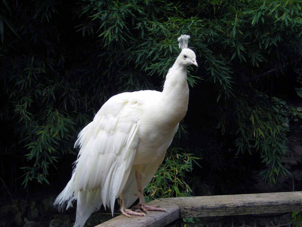 Fonds d'cran Animaux Oiseaux - Divers 