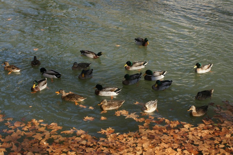 Wallpapers Animals Birds - Ducks Promenade sur le Canal du midi