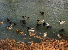 Wallpapers Animals Promenade sur le Canal du midi