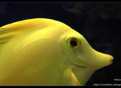 Fonds d'cran Animaux Chirugien Jaune