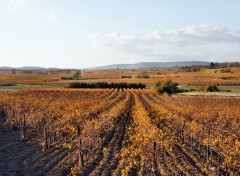 Wallpapers Nature Vignoble du Minervois en automne