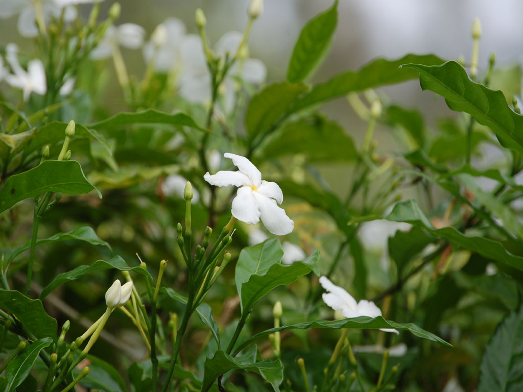 Fonds d'cran Nature Fleurs fleurs de pitat