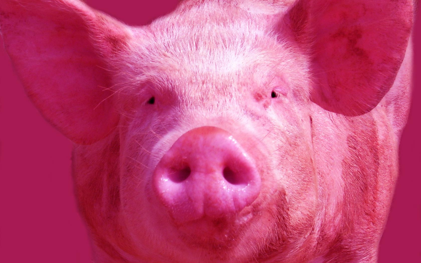 Wallpapers Animals Pigs Pink pig