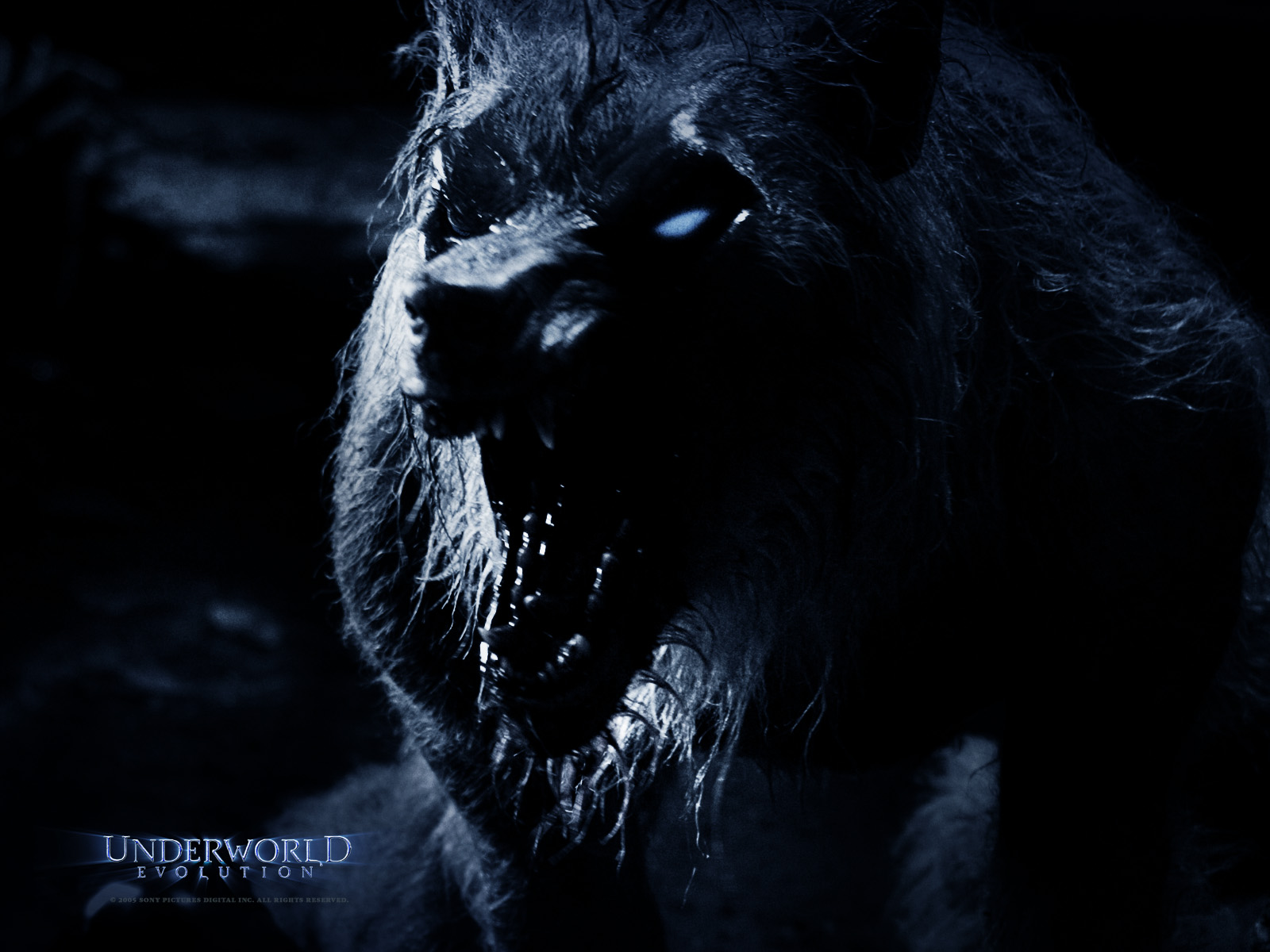 Wallpapers Movies Underworld - Evolution 