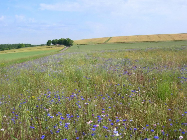 Fonds d'cran Nature Champs - Prairies Champ fleuri