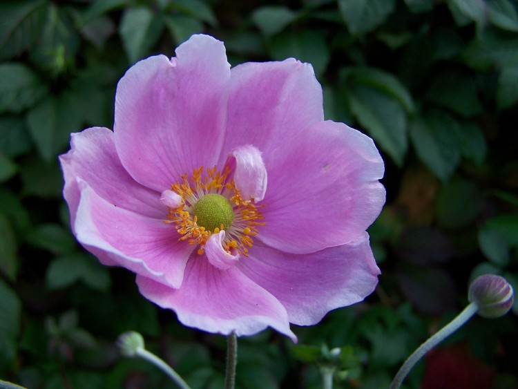 Fonds d'cran Nature Fleurs Fleur