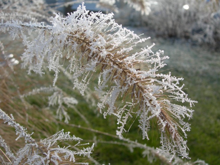 Fonds d'cran Nature Saisons - Hiver L'hiver en gros plan , version 3